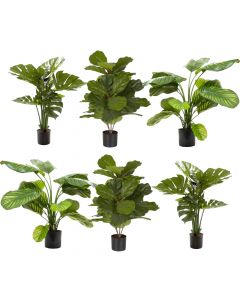 Low Broad Leaf Plant Pack