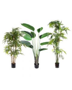 Tall Tropical Plant Pack