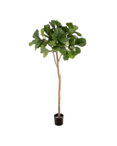 Fiddle Leaf Tree 2m